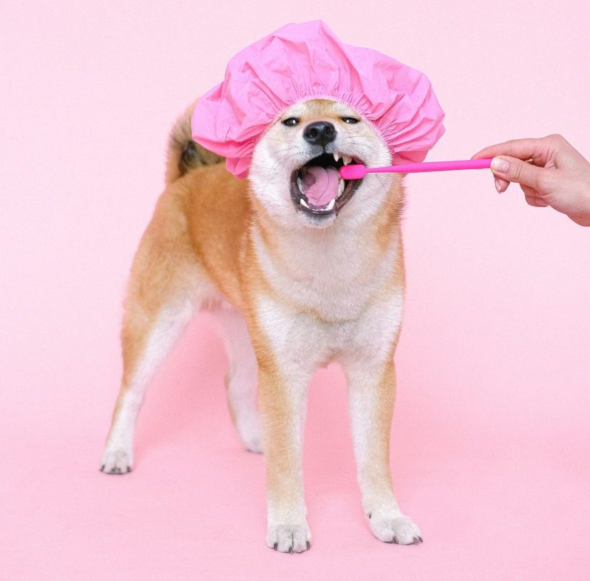 Mobile Dog Grooming Orlando